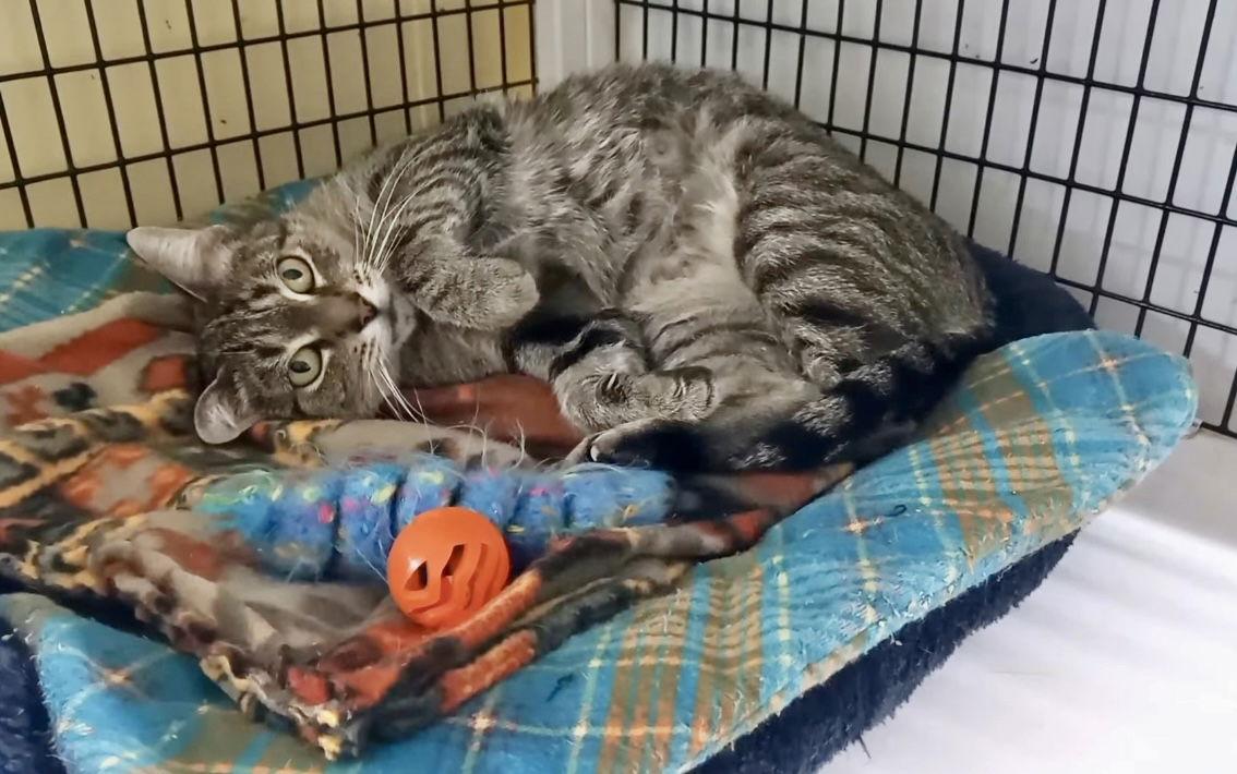 Enlarge Wanda, a Adoptable Domestic Short Hair in Winton, NC image 3/3