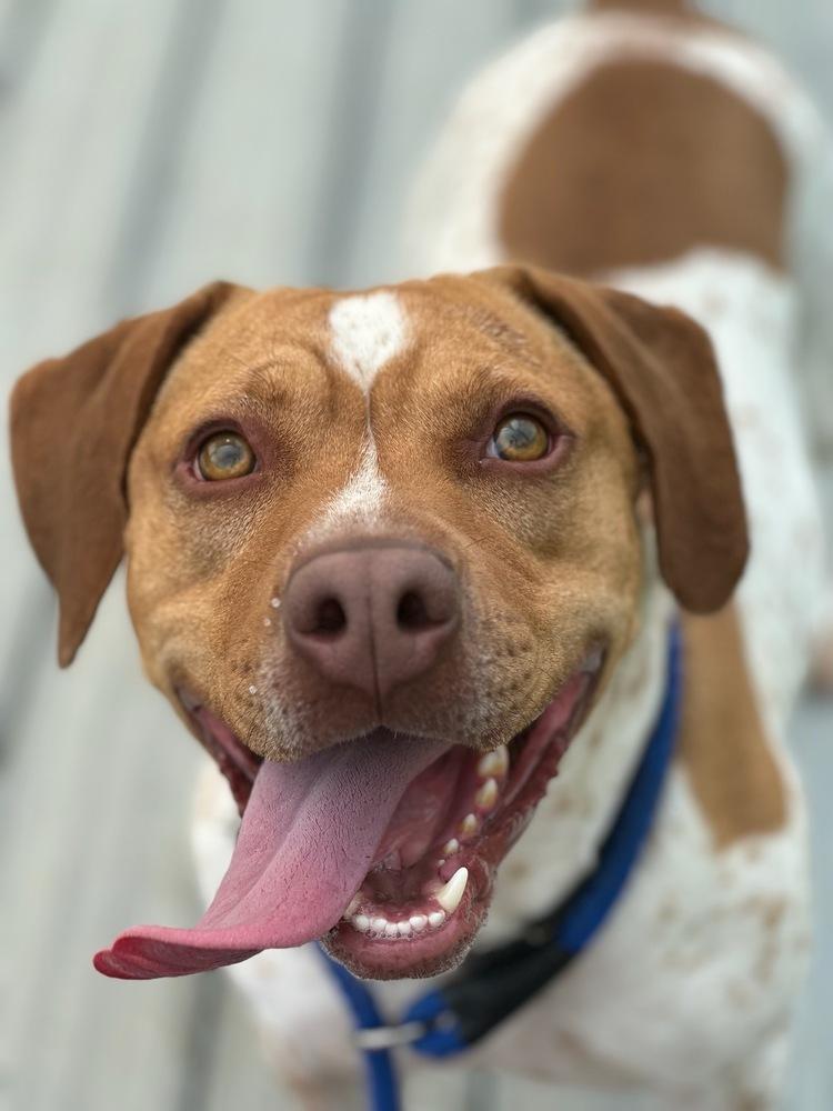 Enlarge Kobe, a Adoptable mixed breed in Washington, DC image 1/6