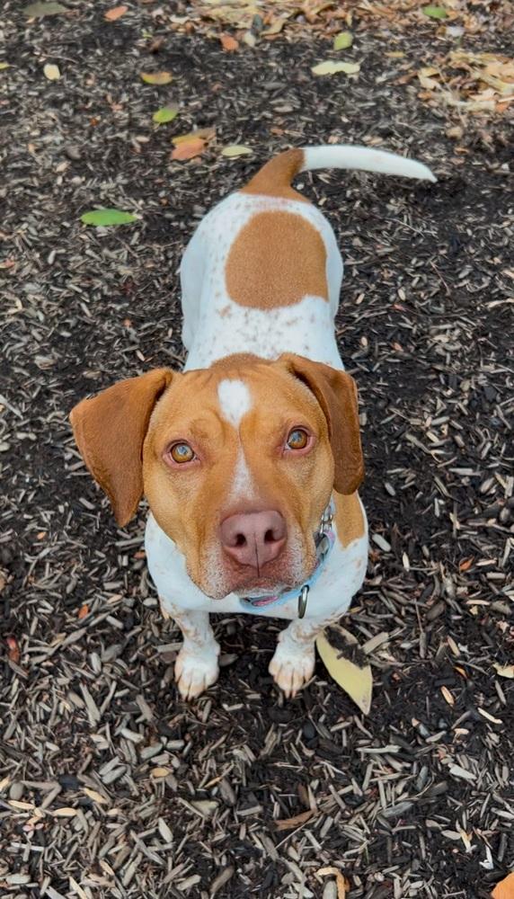 Enlarge Kobe, a Adoptable mixed breed in Washington, DC image 1/6