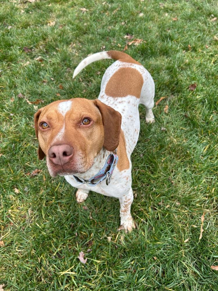 Enlarge Kobe, a Adoptable mixed breed in Washington, DC image 2/6