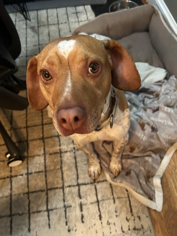 Enlarge Kobe, a Adoptable mixed breed in Washington, DC image 3/6