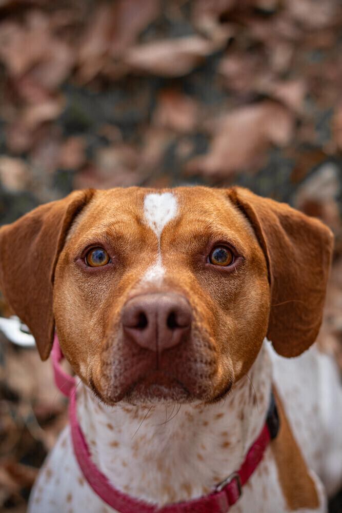 Enlarge Kobe, a Adoptable mixed breed in Washington, DC image 4/6