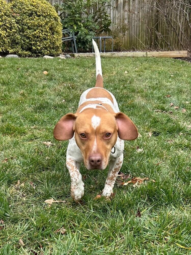 Enlarge Kobe, a Adoptable mixed breed in Washington, DC image 5/6