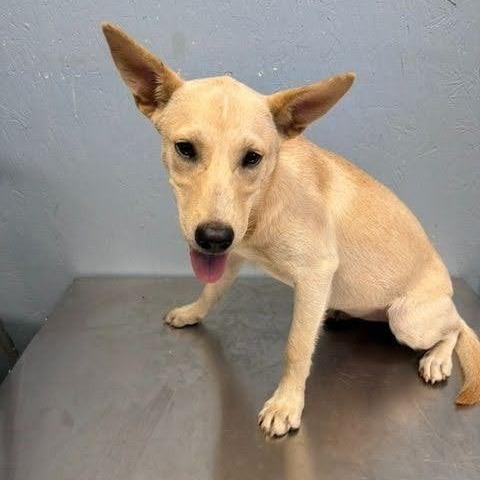 Enlarge Lucy Lou, a Adoptable mixed breed in Novelty, OH image 1/1