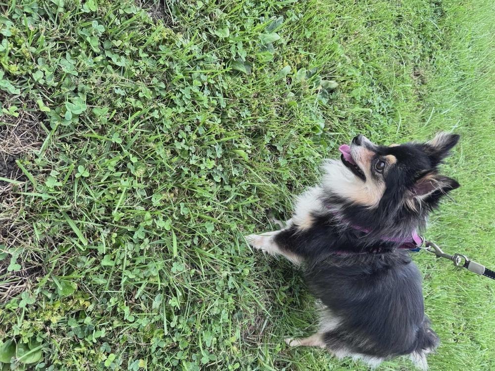 Enlarge CD : Daisy, a Adopted mixed breed in Aurora, IN image 1/3