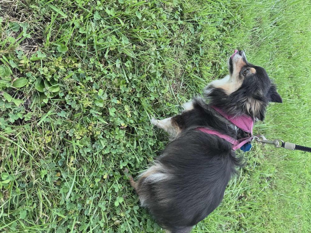 Enlarge CD : Daisy, a Adopted mixed breed in Aurora, IN image 2/3