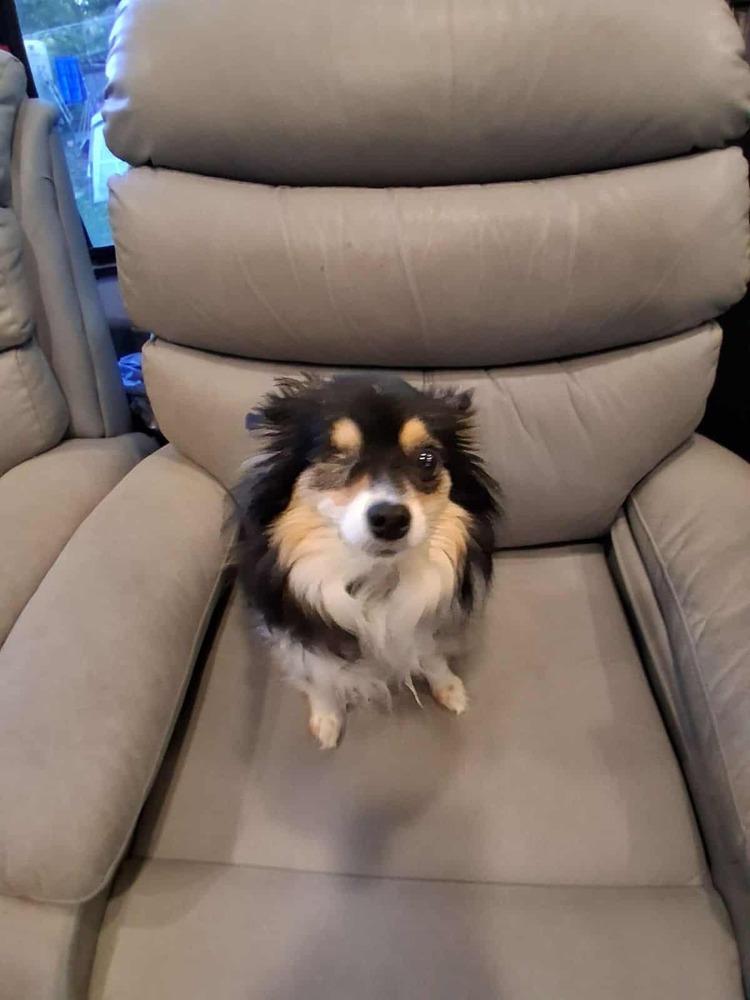 Enlarge CD : Daisy, a Adopted mixed breed in Aurora, IN image 3/3