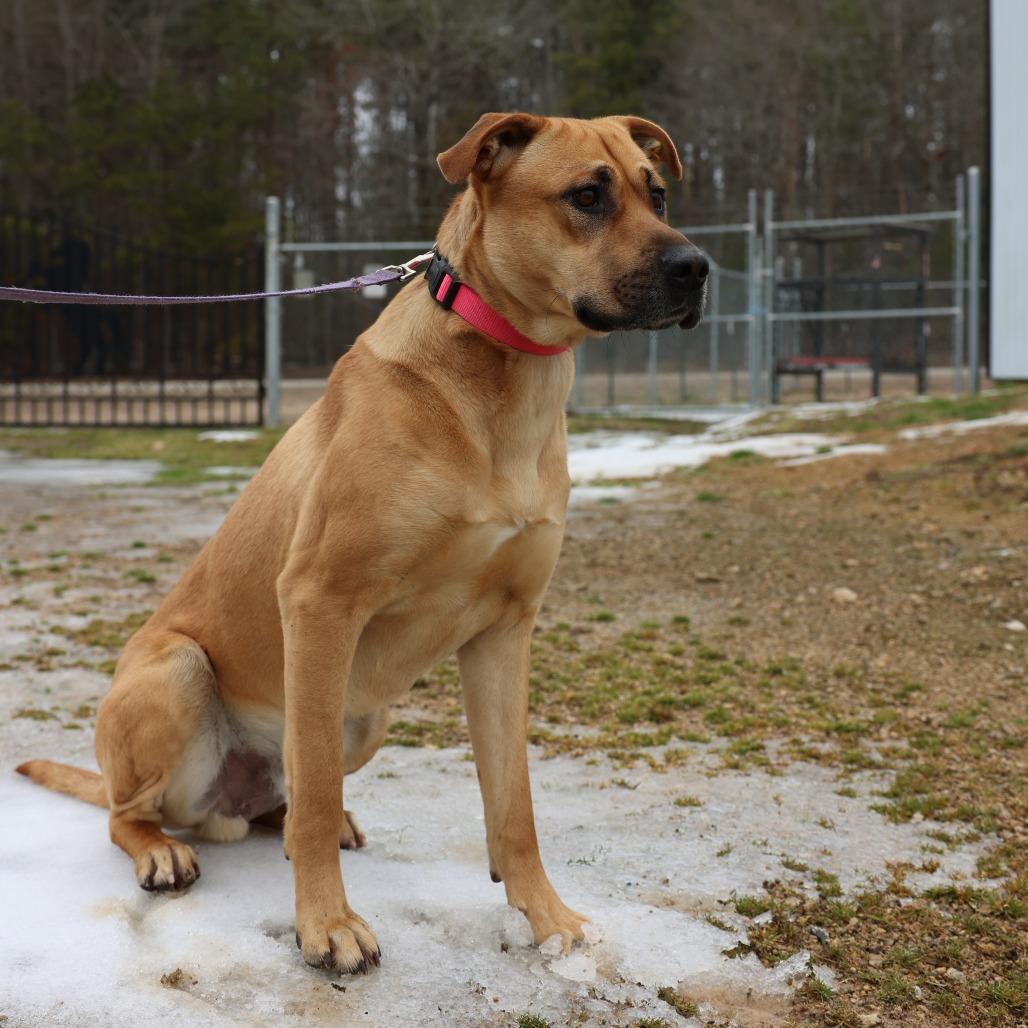 Enlarge Archie, a Adoptable Hound in Hohenwald, TN image 1/4