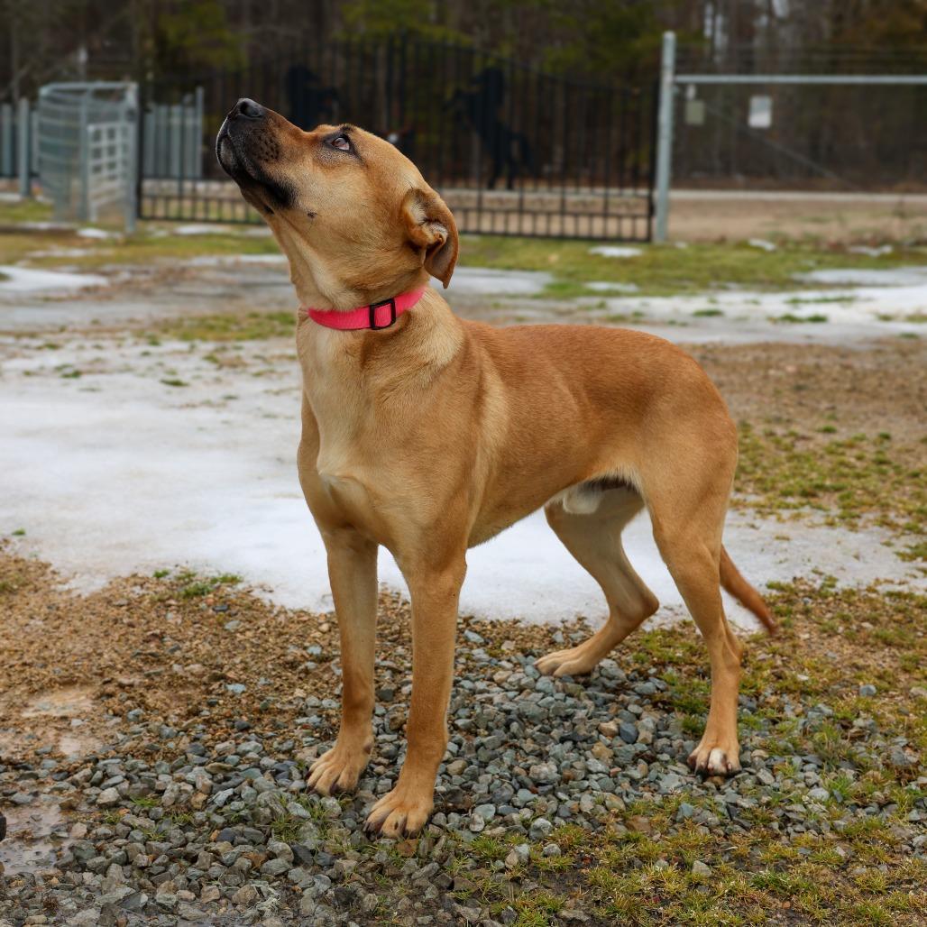 Enlarge Archie, a Adoptable Hound in Hohenwald, TN image 2/4