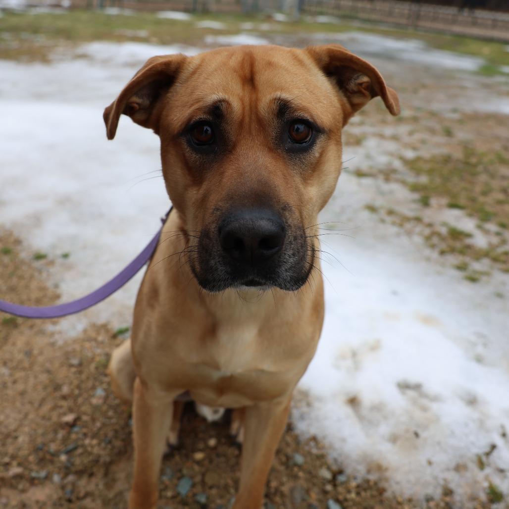 Enlarge Archie, a Adoptable Hound in Hohenwald, TN image 3/4
