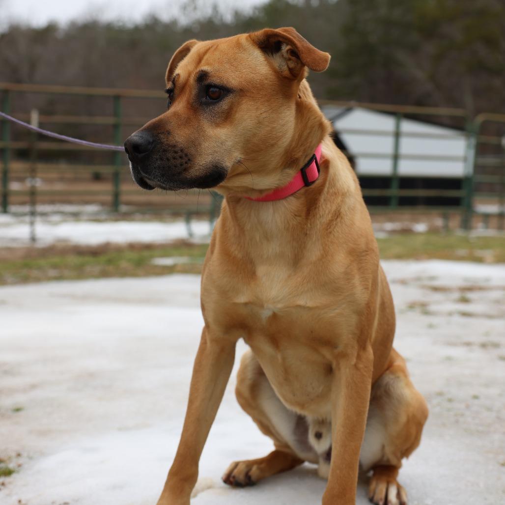 Enlarge Archie, a Adoptable Hound in Hohenwald, TN image 4/4