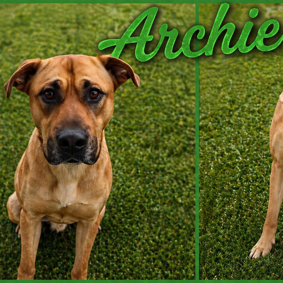 Enlarge Archie, a Adoptable Hound in Hohenwald, TN image 5/5
