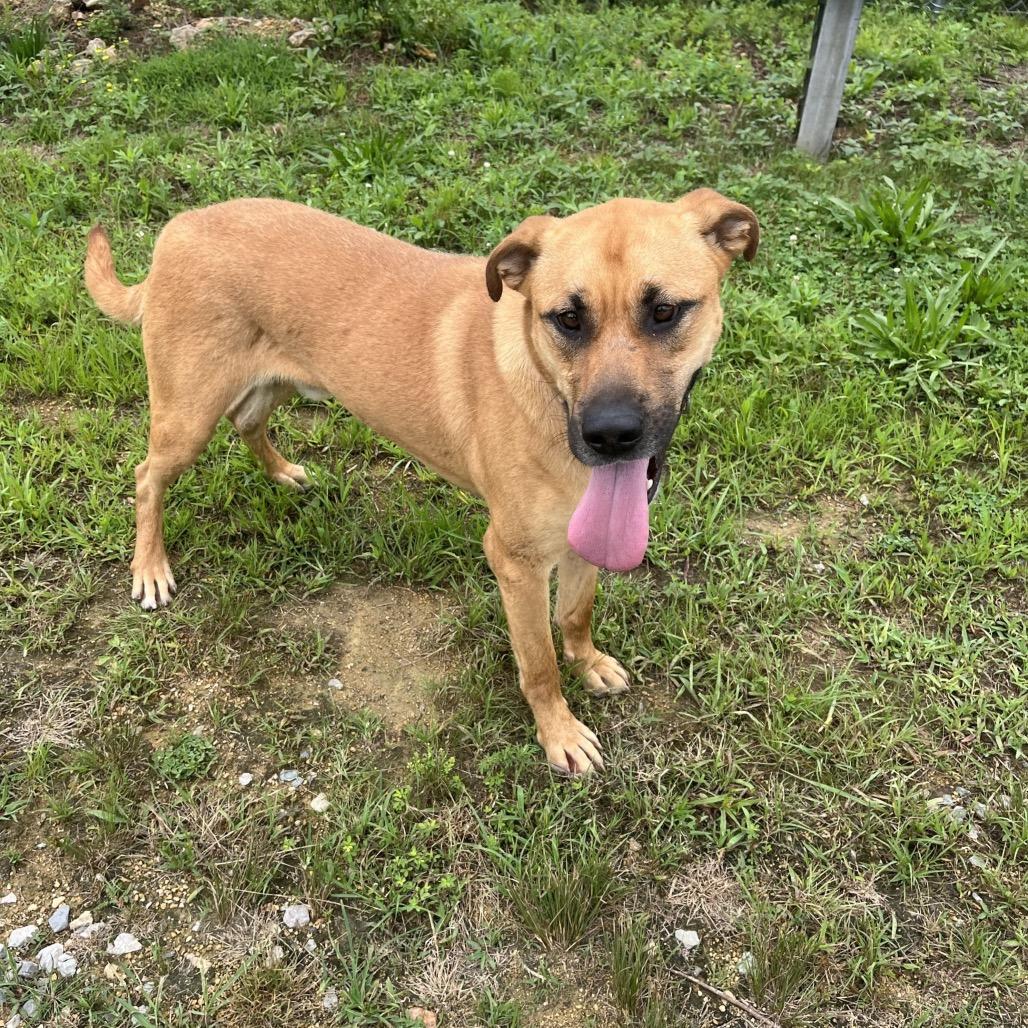 Enlarge Archie, a Adoptable Hound in Hohenwald, TN image 6/6