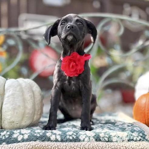 Enlarge Onyx, a Adoptable mixed breed in Old Lyme, CT image 5/6