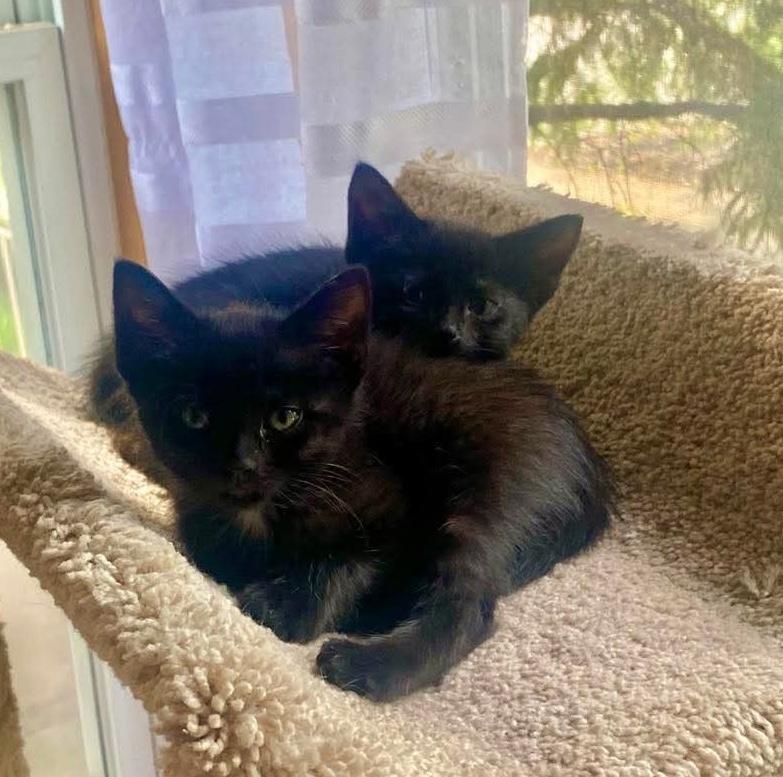 Rey, a Adoptable mixed breed in Chicago, IL image 3/6