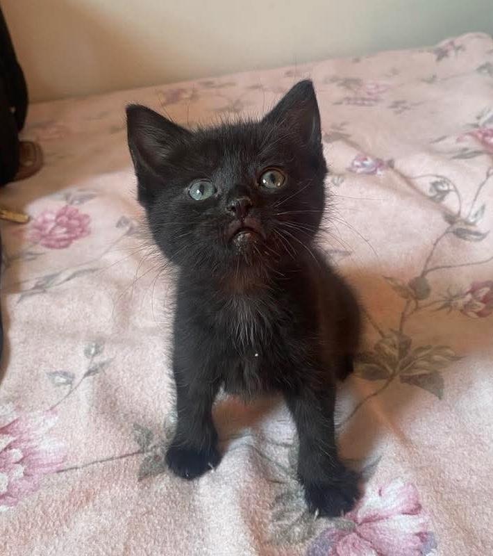 Rey, a Adoptable mixed breed in Chicago, IL image 2/6