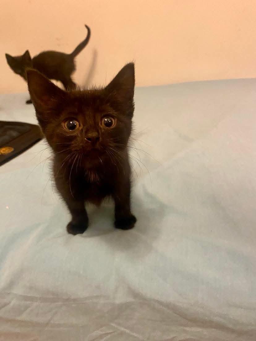 Rey, a Adoptable mixed breed in Chicago, IL image 4/6