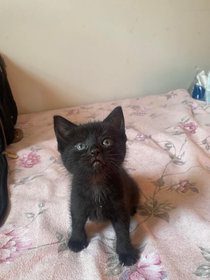 Rey, a Adoptable mixed breed in Chicago, IL image 5/6