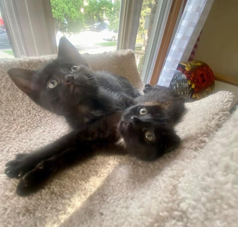 Rey, a Adoptable mixed breed in Chicago, IL image 6/6