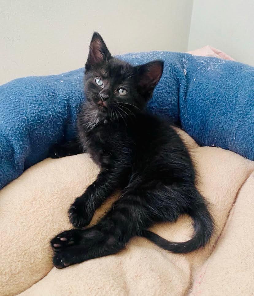 Rey, Adoptable, Kitten Male Domestic Short Hair.