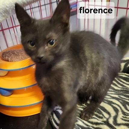 Enlarge B-Florence, a Adoptable Domestic Short Hair in Arizona City, AZ image 2/2