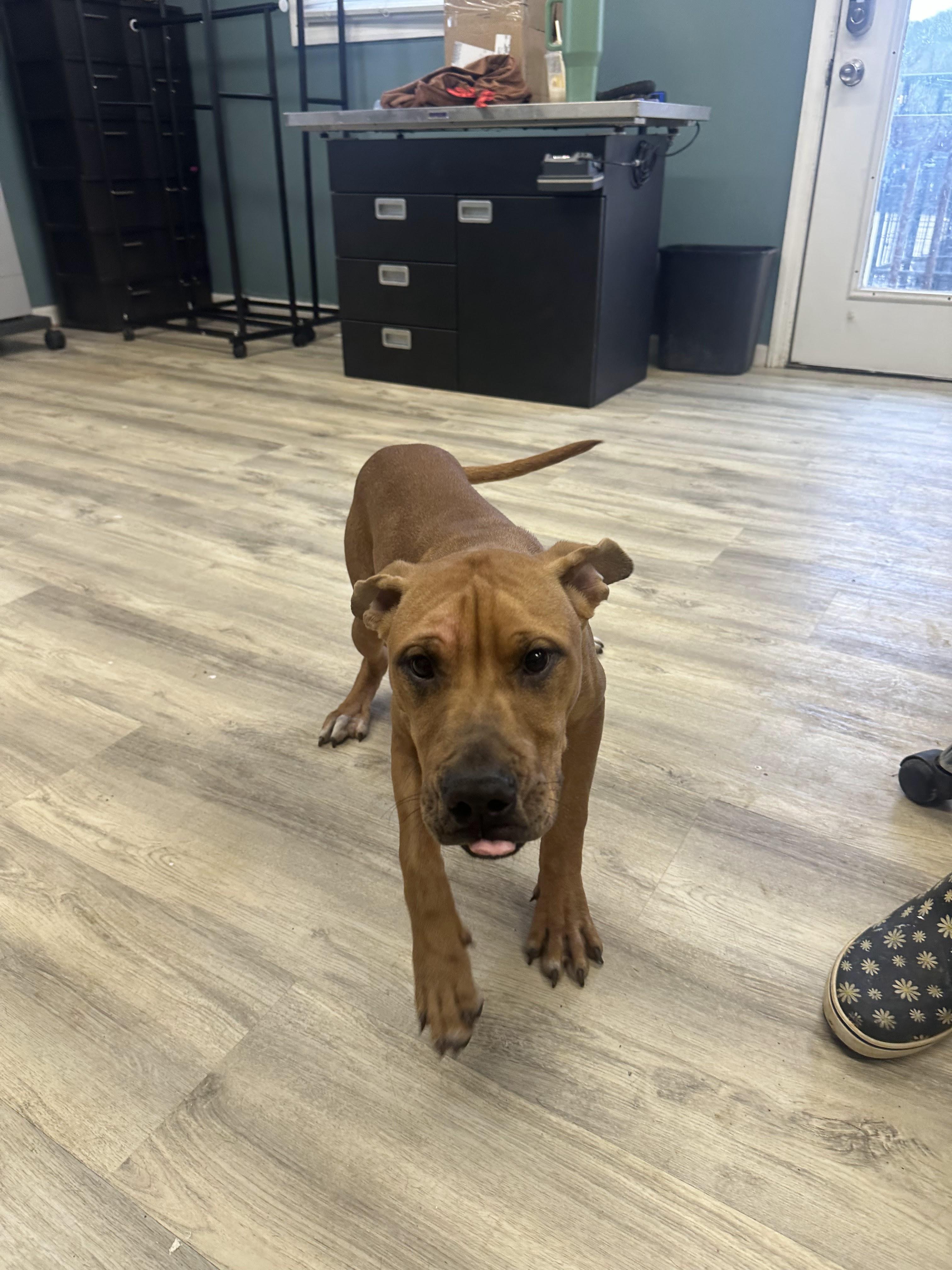 Enlarge Rapley, a ADOPTABLE Mixed Breed in PHILADELPHIA, TN image 3/3