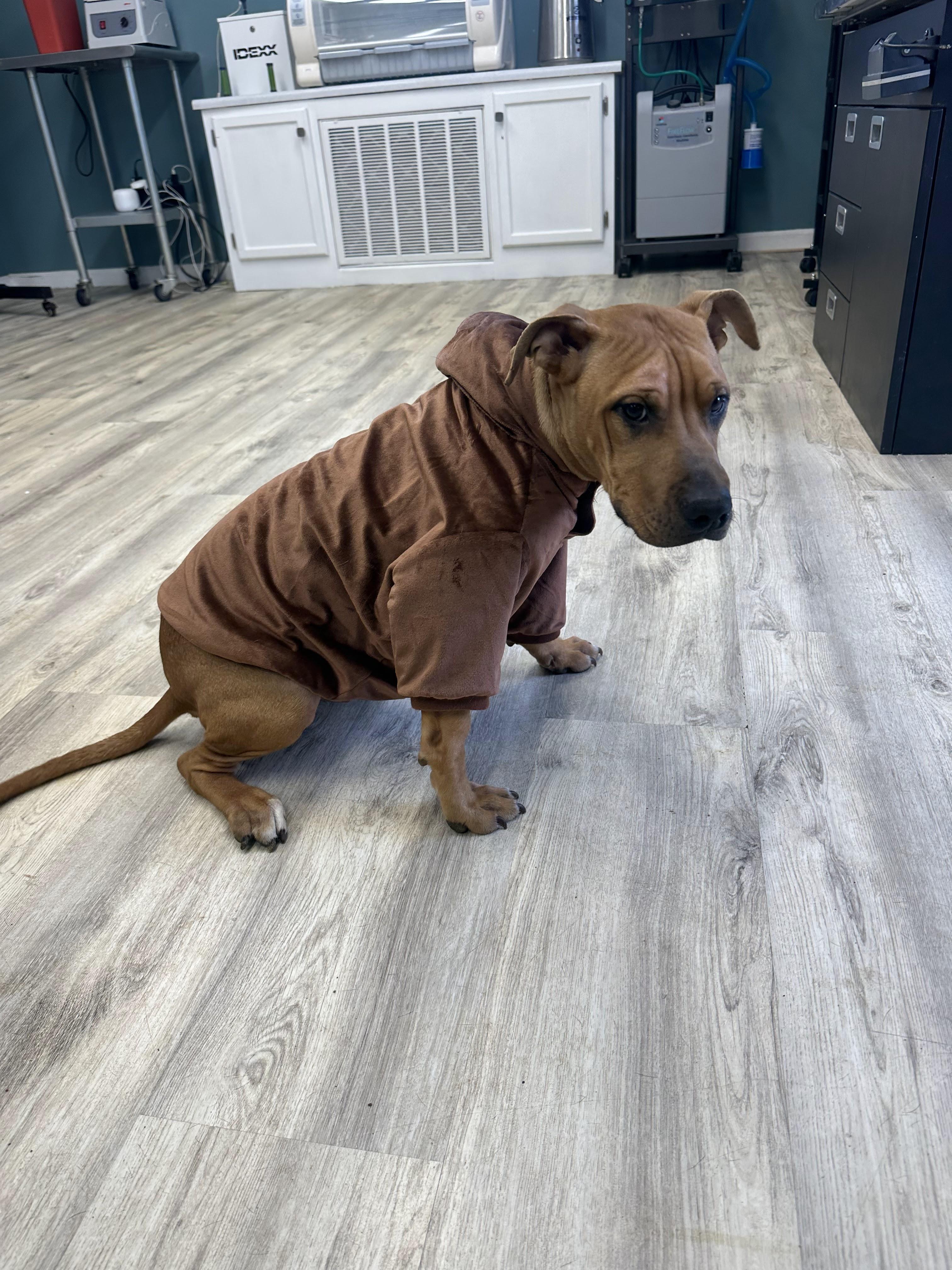 Enlarge Rapley, a ADOPTABLE Mixed Breed in PHILADELPHIA, TN image 1/3