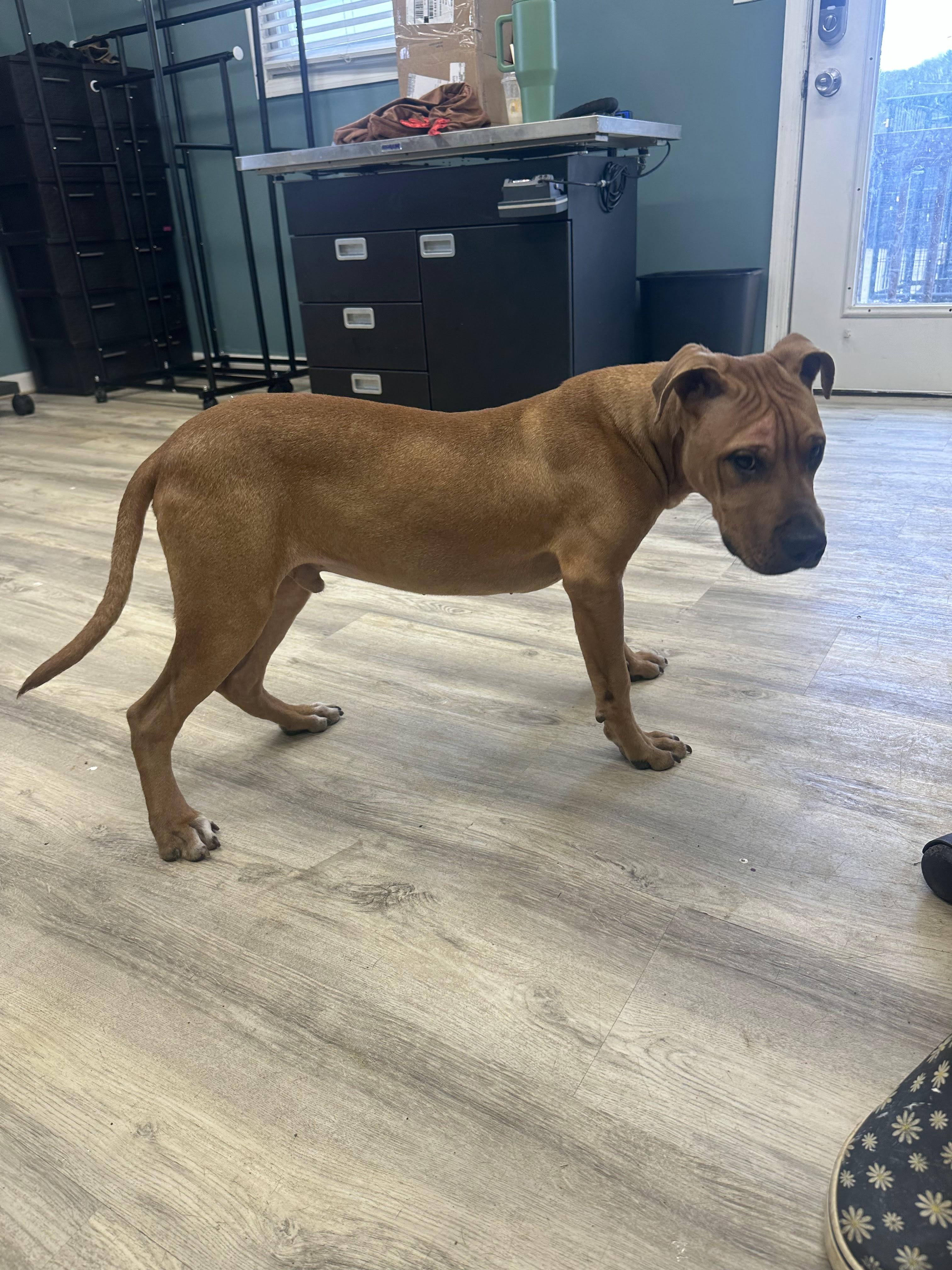 Enlarge Rapley, a ADOPTABLE Mixed Breed in PHILADELPHIA, TN image 2/3