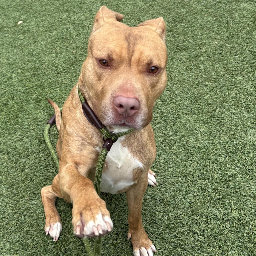 Enlarge Turbo, a Adoptable Pit Bull Terrier in Belleville, IL image 1/6