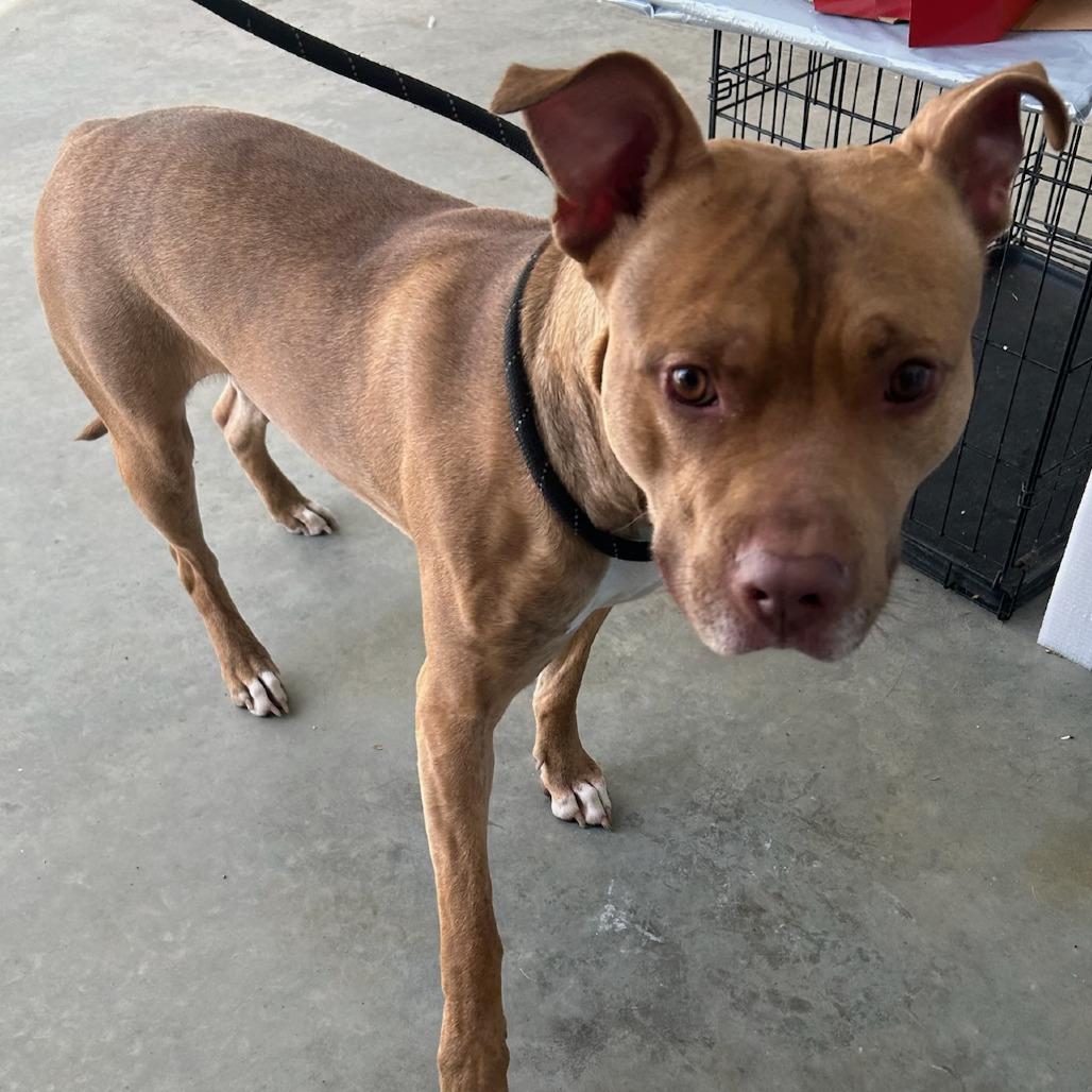 Enlarge Turbo, a Adoptable Pit Bull Terrier in Belleville, IL image 2/6