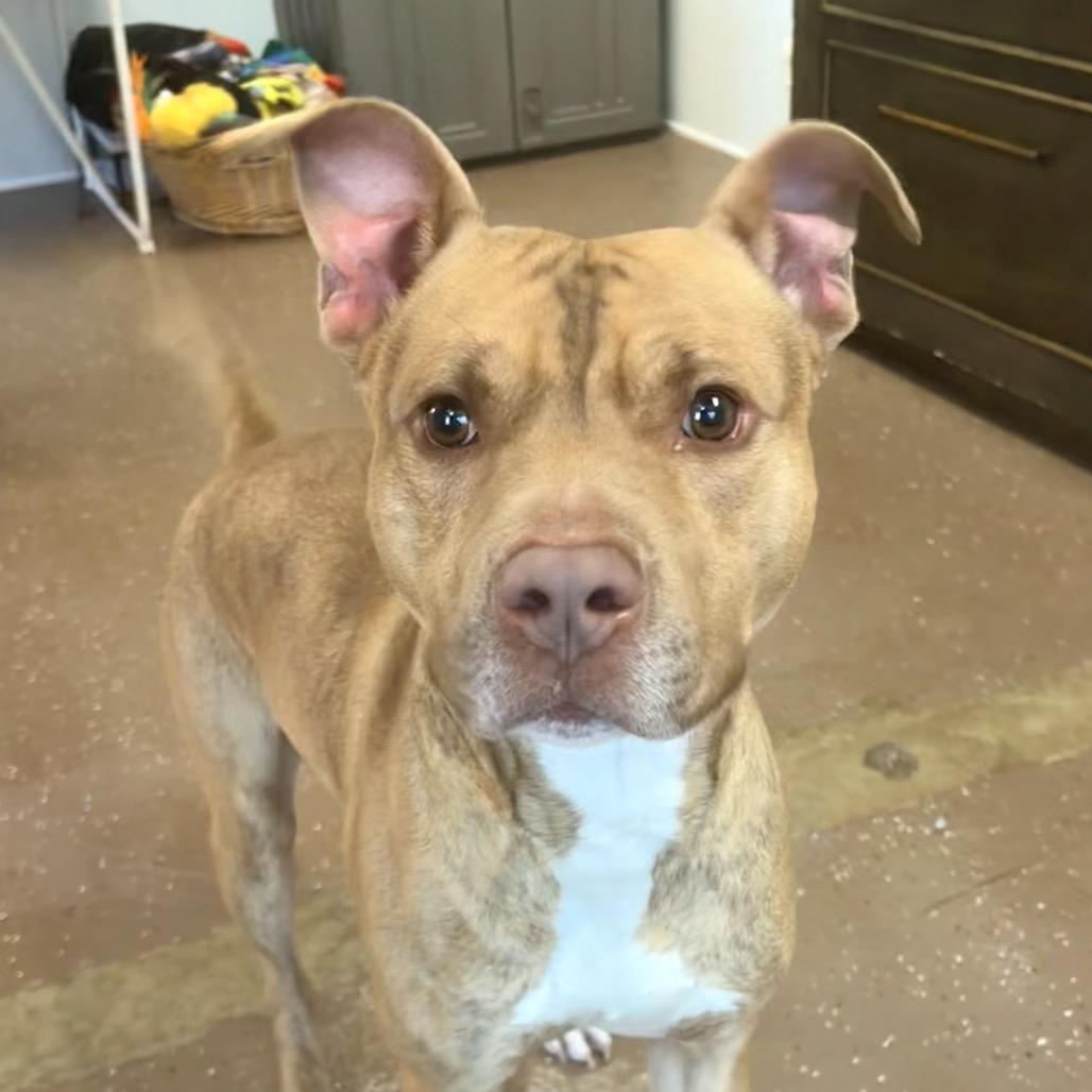 Enlarge Turbo, a Adoptable Pit Bull Terrier in Belleville, IL image 3/6