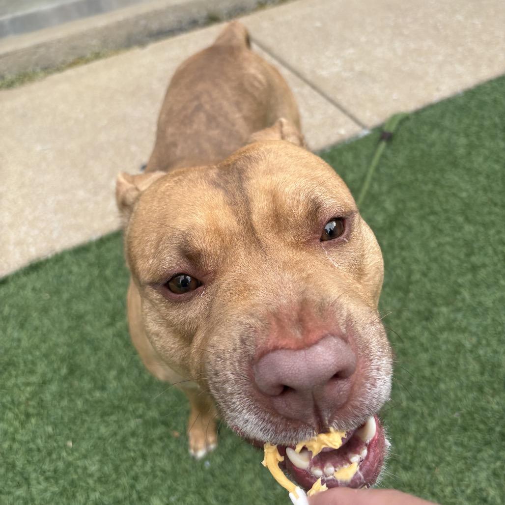Enlarge Turbo, a Adoptable Pit Bull Terrier in Belleville, IL image 4/6