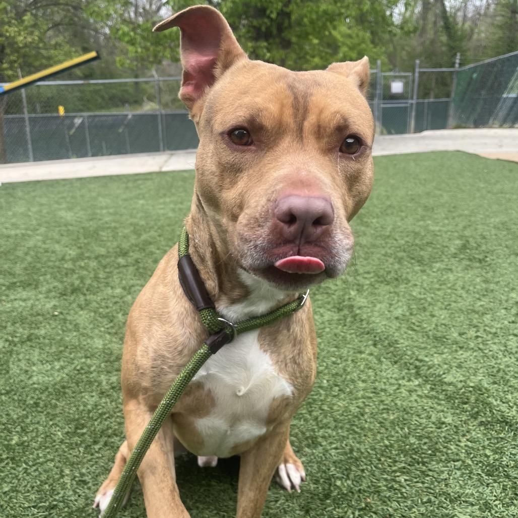 Enlarge Turbo, a Adoptable Pit Bull Terrier in Belleville, IL image 5/6