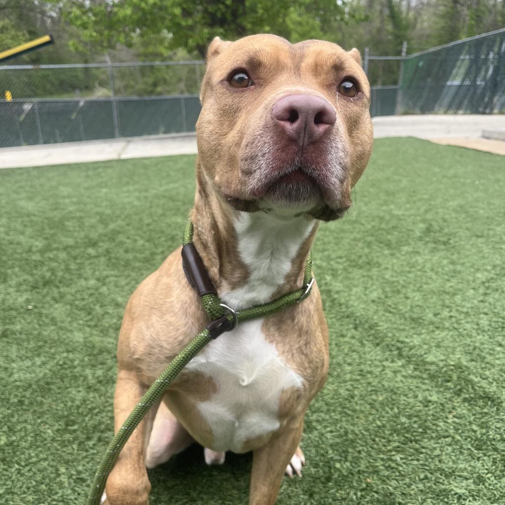 Enlarge Turbo, a Adoptable Pit Bull Terrier in Belleville, IL image 6/6
