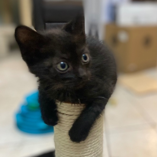 Wednesday, Adopted, Kitten Female Domestic Short Hair.