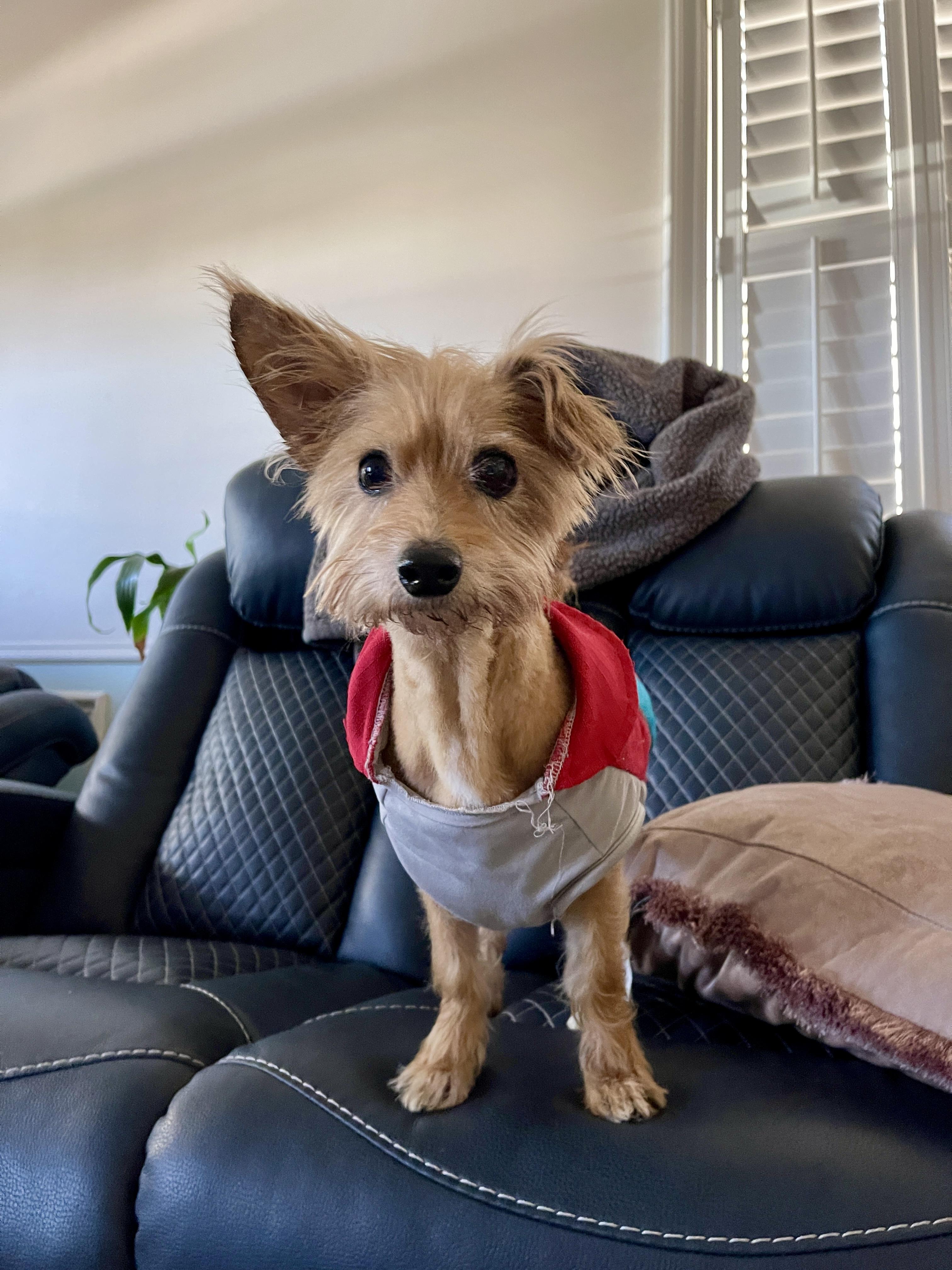 Enlarge Milano, a ADOPTABLE Yorkshire Terrier in Thousand Oaks, CA image 1/6