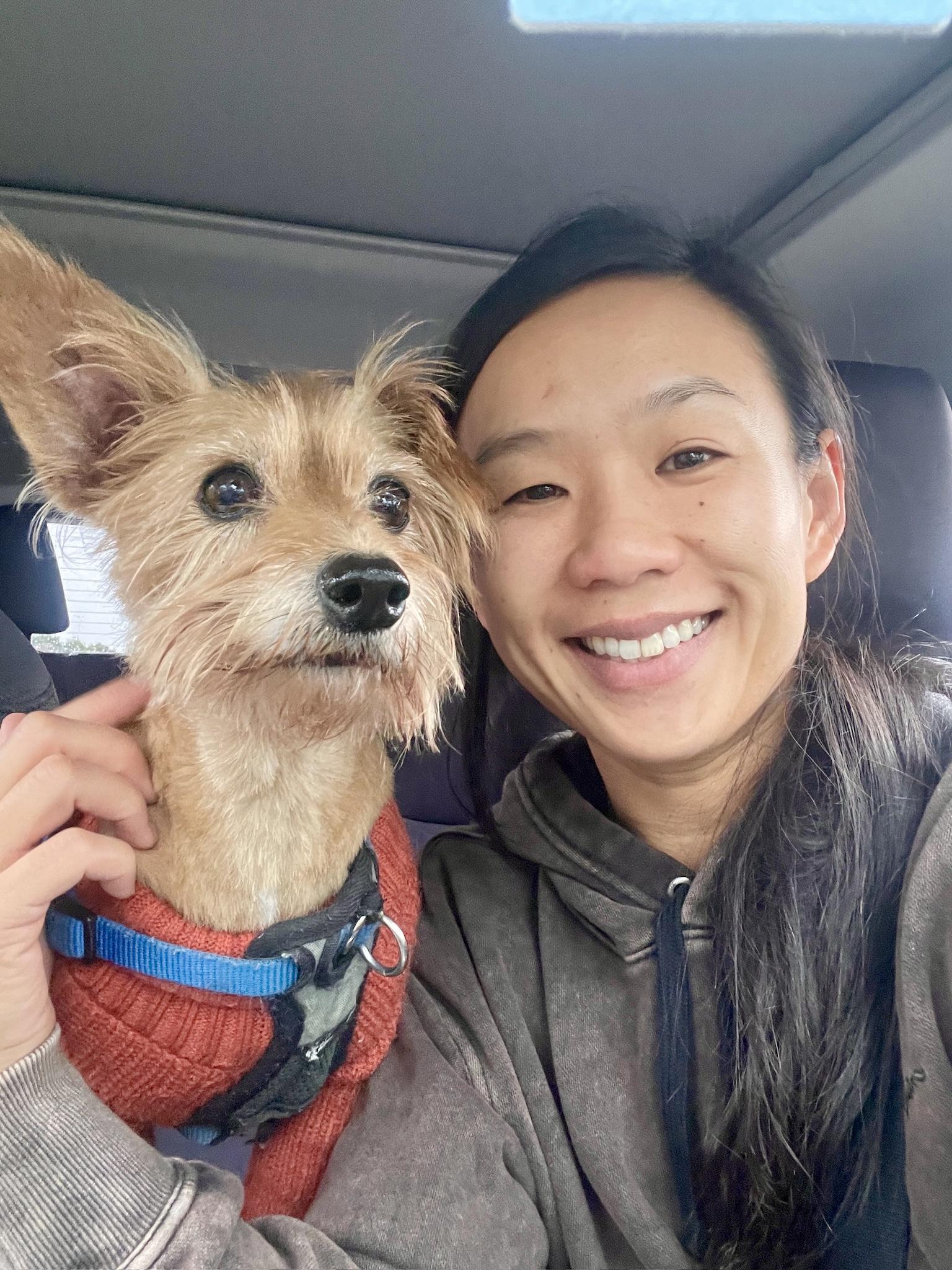 Enlarge Milano, a ADOPTABLE Yorkshire Terrier in Thousand Oaks, CA image 4/6