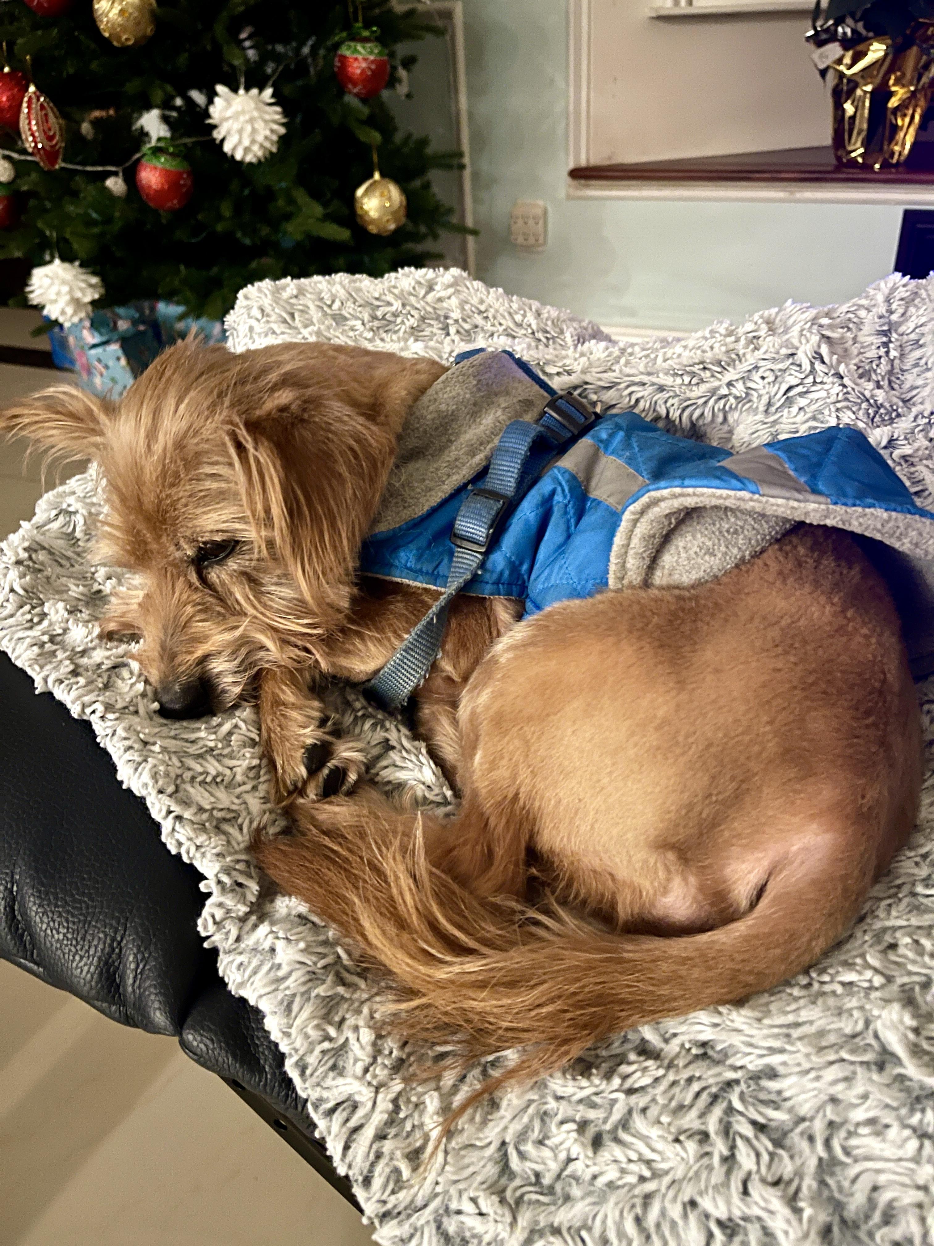 Enlarge Milano, a ADOPTABLE Yorkshire Terrier in Thousand Oaks, CA image 2/6