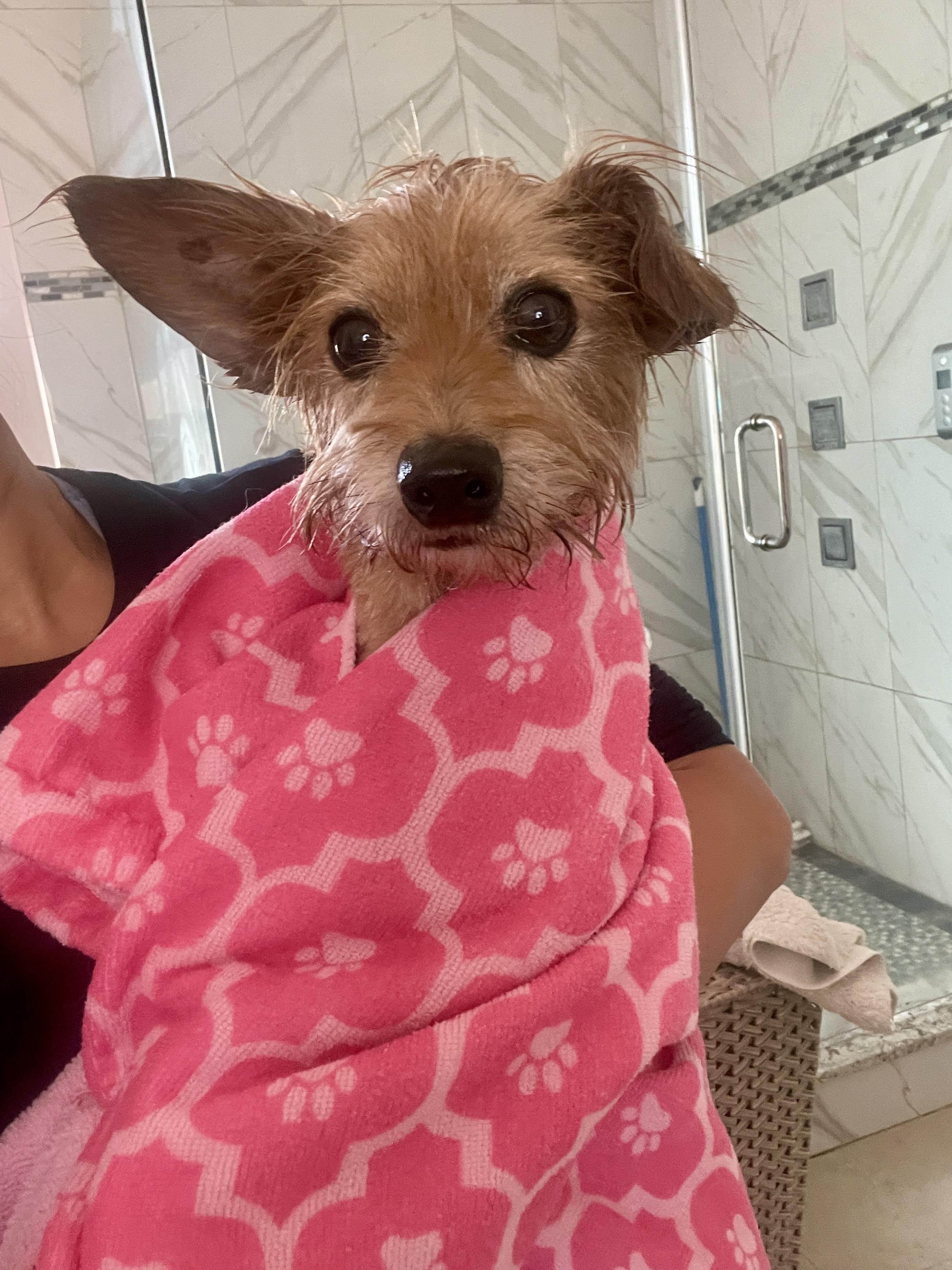 Enlarge Milano, a ADOPTABLE Yorkshire Terrier in Thousand Oaks, CA image 3/6