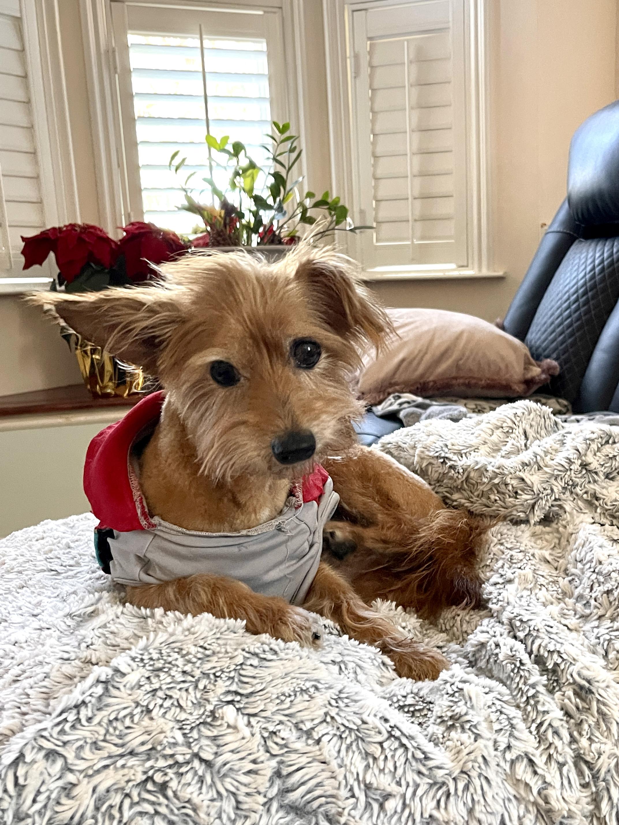 Enlarge Milano, a ADOPTABLE Yorkshire Terrier in Thousand Oaks, CA image 5/6