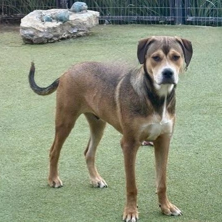Enlarge WEAVER, a ADOPTABLE mixed breed in allentown, PA image 4/6