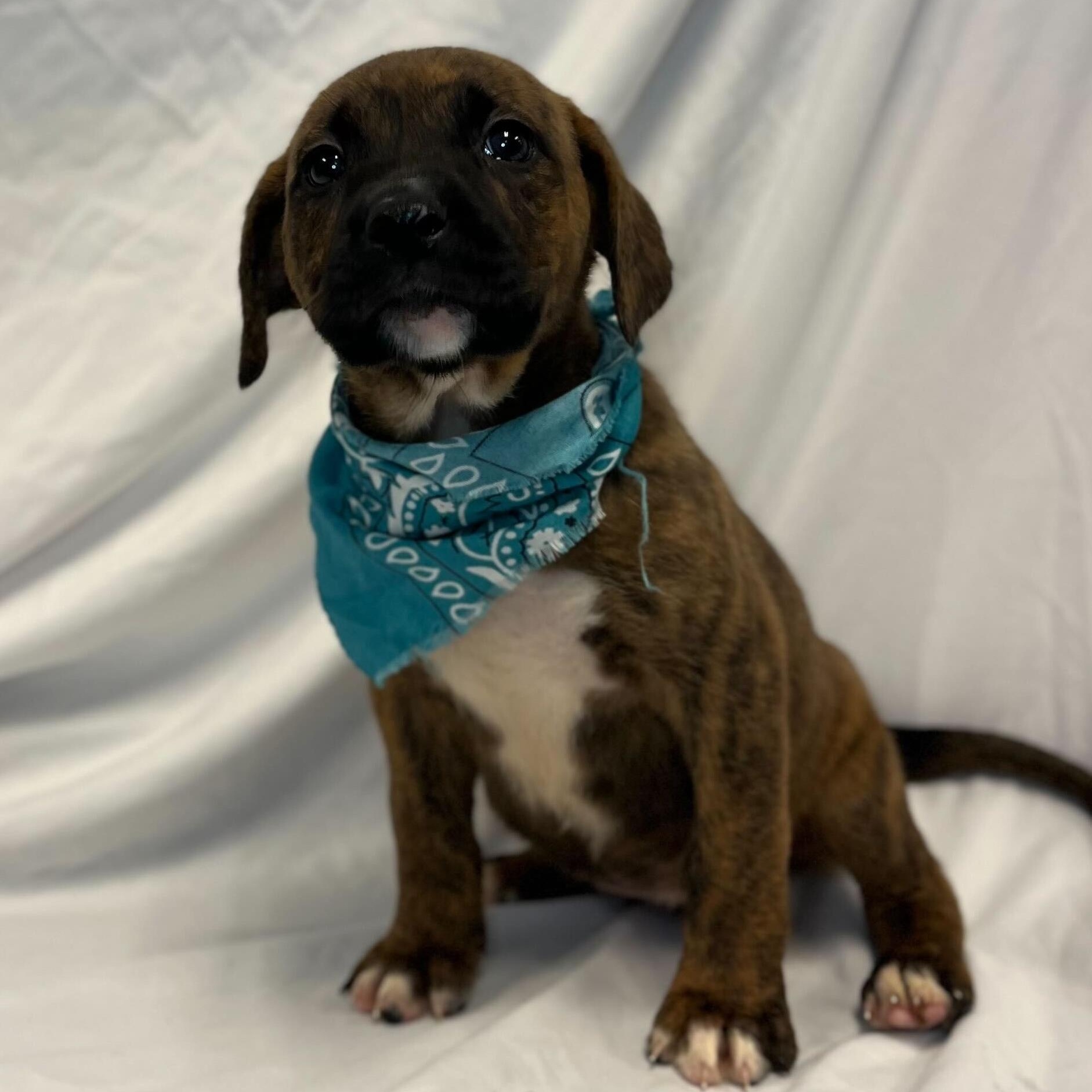 Diamond, adoptable, Puppy Female Mixed Breed.