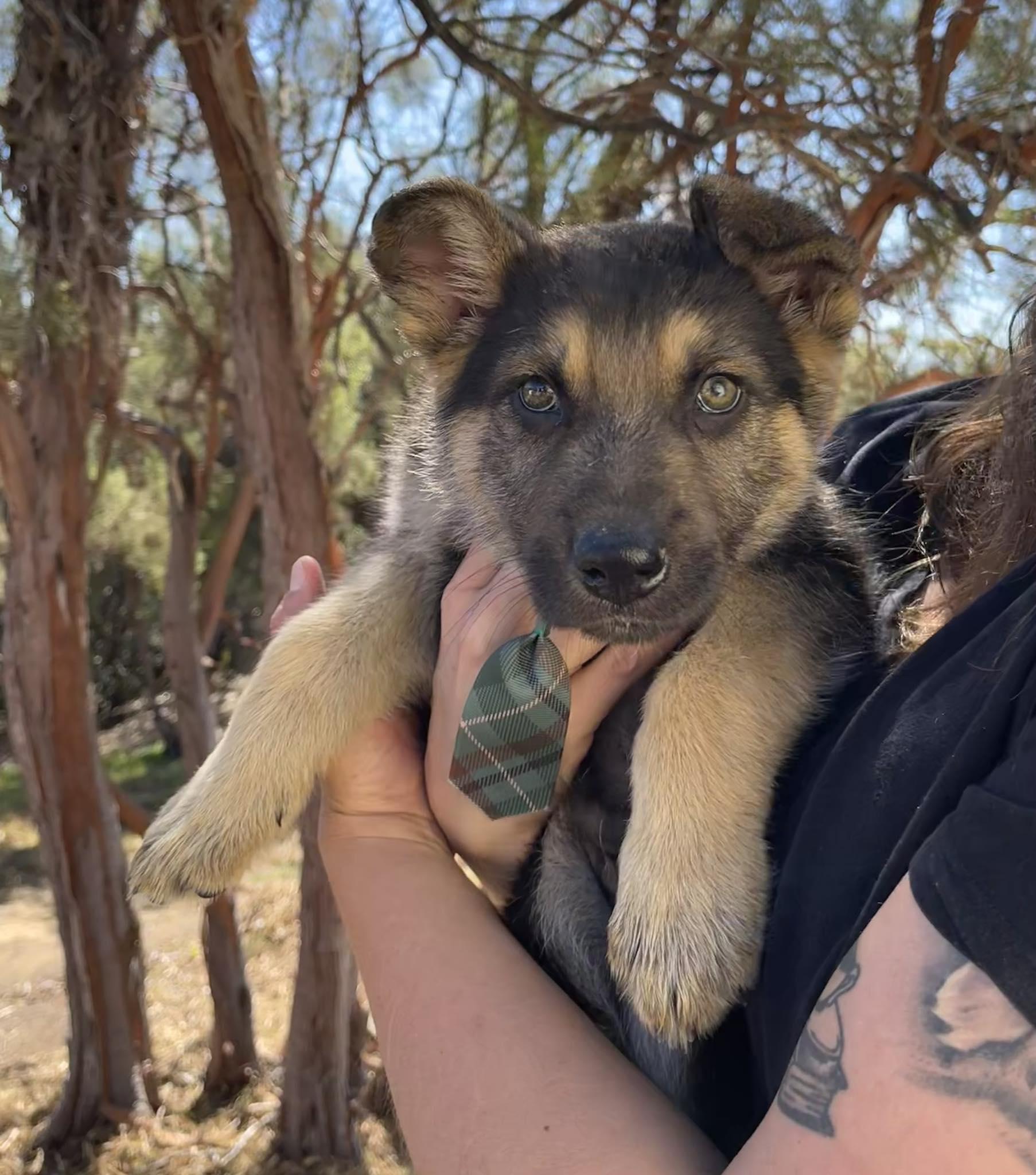 Enlarge River, an adopted mixed breed in Temecula, CA image 2/2