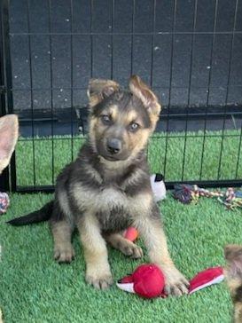 River, adopted, Puppy Male German Shepherd Dog.