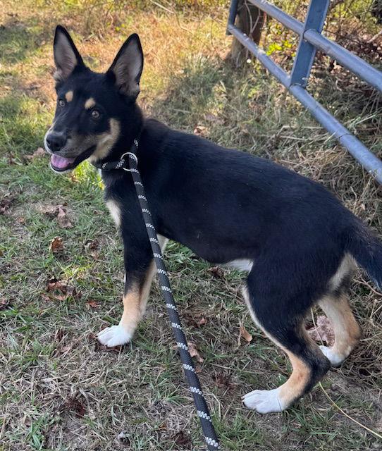 Shirley, Adoptable, Young Female Shepherd.