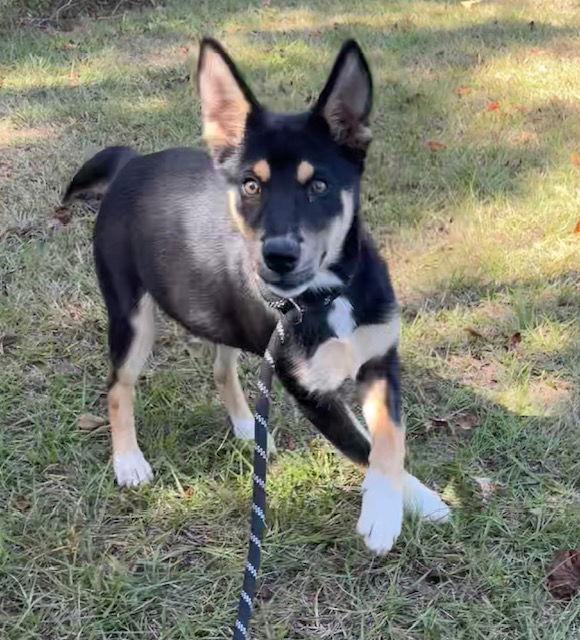 Shirley, a Adoptable Shepherd in Tarrytown, GA image 2/3