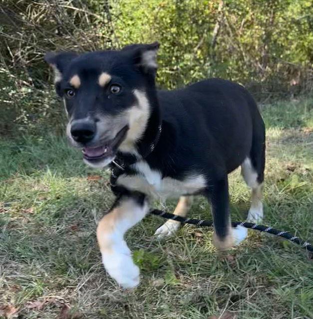 Shirley, a Adoptable Shepherd in Tarrytown, GA image 3/3