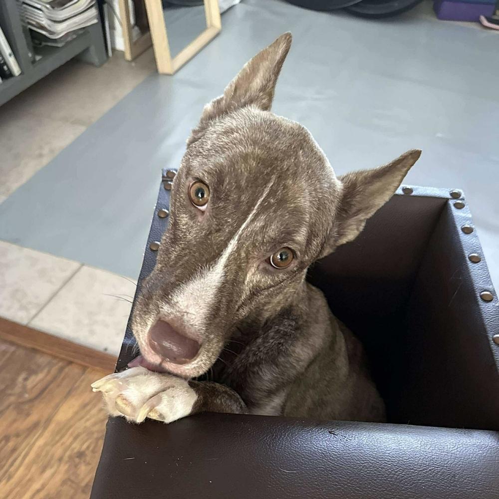 Lily Luz thumbnail 6