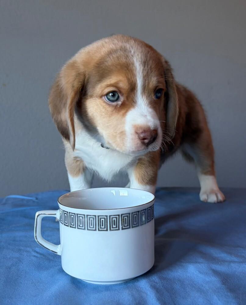 Enlarge Oolong - adoption pending, a Adoptable mixed breed in Shawnee Mission, KS image 1/4