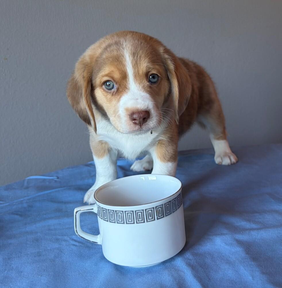 Enlarge Oolong - adoption pending, a Adoptable mixed breed in Shawnee Mission, KS image 2/4